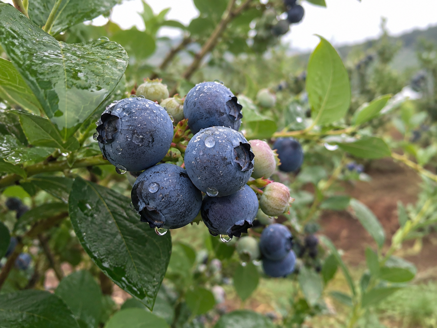 High-altitude blueberry foliage and leaf clusters at the Kotagiri estate