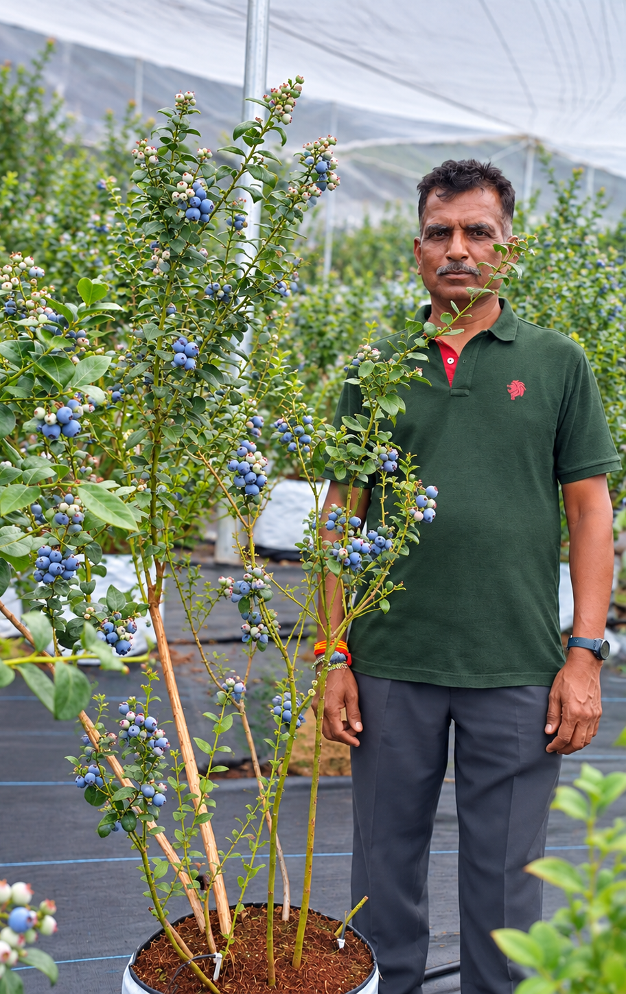 Mr. Velmurugan R. standing among potted blueberry plants at Berry Rock Estates